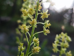 Reseda lutea