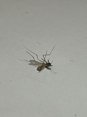 Aedes notoscriptus