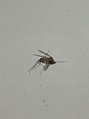 Aedes notoscriptus