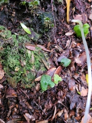 Corybas cheesemanii
