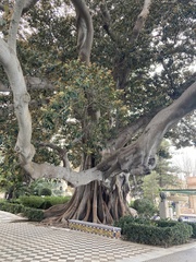 Ficus macrophylla