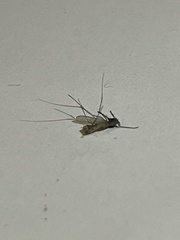 Aedes notoscriptus