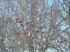 Sorbus aucuparia
