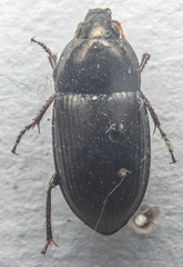 Amara eurynota