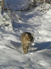 Felis catus