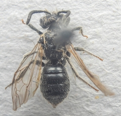 Andrena barbilabris