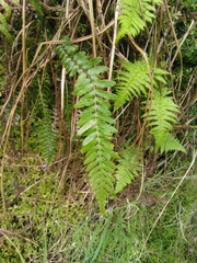 Struthiopteris spicant