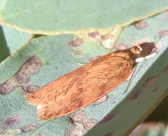 Oligoloba severa