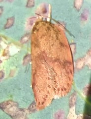 Oligoloba severa