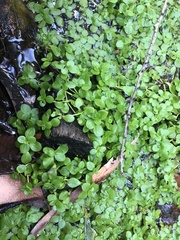 Callitriche stagnalis