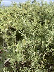 Nitraria billardierei
