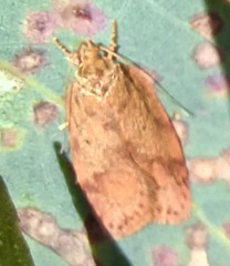 Oligoloba severa