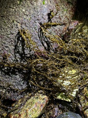 Sargassum muticum