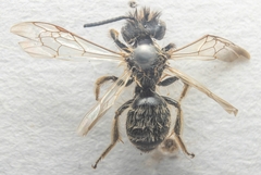 Andrena nigroaenea