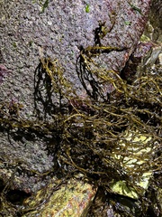 Sargassum muticum