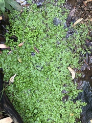 Callitriche stagnalis