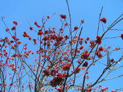 Sorbus aucuparia