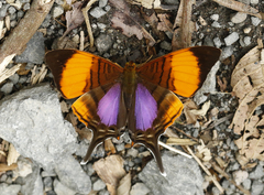 Marpesia corita