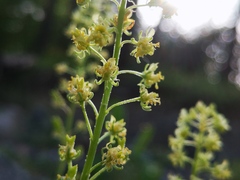 Reseda lutea