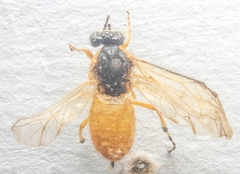 Athalia cordata