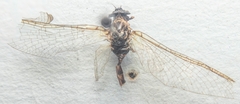 Baetis vernus