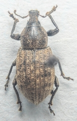 Barynotus obscurus