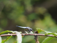 Aethriamanta gracilis