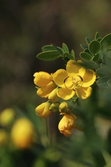 Senna bicapsularis