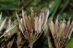 Chaerophyllum villarsii