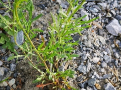 Reseda lutea