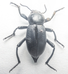 Blaps lusitanica