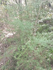 Coprosma linariifolia