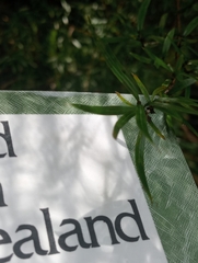 Coprosma linariifolia