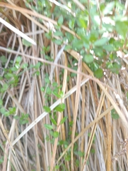 Gonocarpus aggregatus