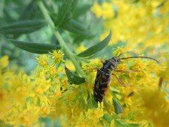 Megacyllene robiniae