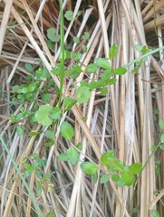 Gonocarpus aggregatus