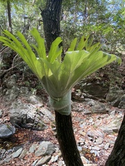 Elkhorn Fern (Platycerium superbum)