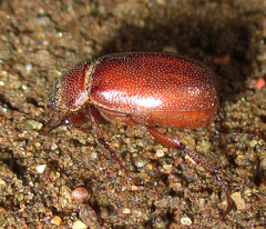 Scarabaeoidea