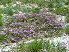 Thymus calcareus
