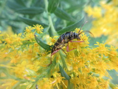 Megacyllene robiniae