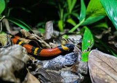 Lampropeltis abnorma