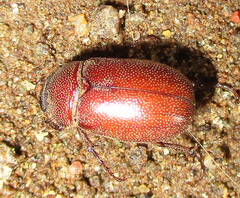 Scarabaeoidea