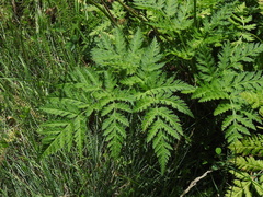 Chaerophyllum villarsii