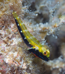 Helcogramma decurrens