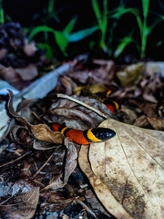 Lampropeltis abnorma