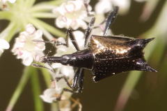 Scolopterus penicillatus