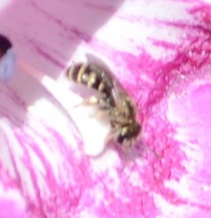 Halictus tripartitus