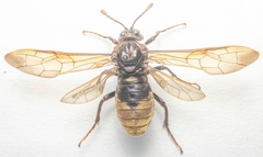 Cimbex connatus