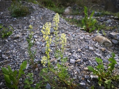Reseda lutea