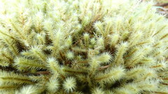 Breutelia chrysocoma